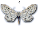 Idaea longaria