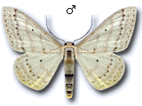 Scopula (Calothysanis) immistaria