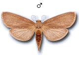 Cathayia insularum
