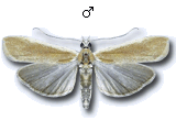 Ancylosis deserticola