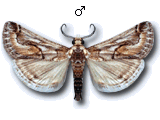 Hypotia colchicalis