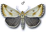 Metoponiinae