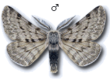 Lycia graecarius