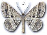 Isturgia deerraria