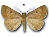 Zanclognatha lunalis
