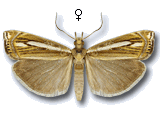Crambus ericella