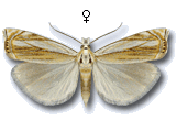 Crambus uliginosellus