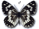 Melanargia (Melanargia) syriaca