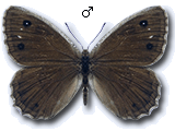 Satyrus iranica
