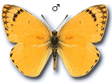 Colotis (Colotis) fausta