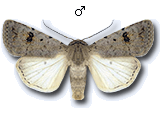 Xyleninae