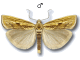 Agriphila inquinatella