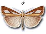 Catoptria conchella