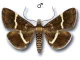 Pyrausta cingulata