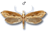 Ypsolopha falcella