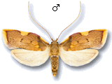 Carcina quercana