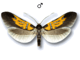 Schiffermuelleria (Schiffermuelleria) schaefferella