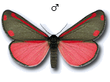 Tyria jacobaeae