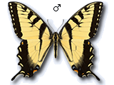 Papilio (Pterourus) glaucus