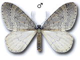 Operophtera brumata