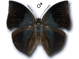 MU