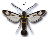 Synanthedon loranthi