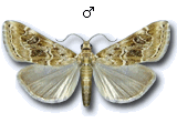 Hellula undalis