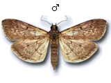 Herpetogramma licarsisalis
