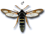 Eusphecia melanocephala