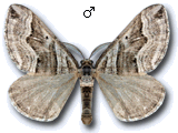 Scotopteryx peribolata