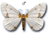 Abraxas (Calospilos) pantaria
