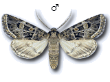 Leucochlaena (Leucochlaena) oditis