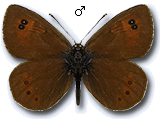 Erebia tyndarus
