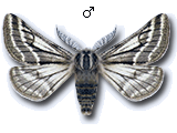 Lycia zonaria