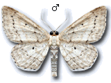 Idaea elongaria