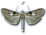 Elegia fallax