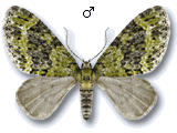 Acasis viretata