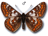 Euphydryas (Hypodryas) cynthia