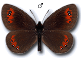 Erebia meolans