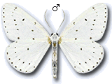 Orthostixis cribraria