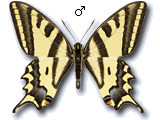 Papilio (Papilio) alexanor