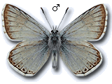Polyommatus (Lysandra) hispana