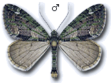 Chloroclysta siterata