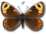 Erebia epistygne