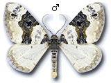 Cosmorhoe ocellata
