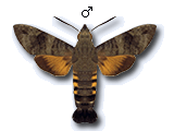 MU