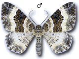 Epirrhoe rivata