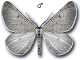 Sciadia unicoloraria