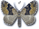 Xanthorhoe quadrifasiata