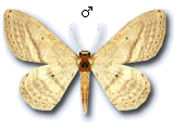 Idaea mediaria